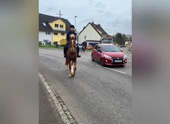 Freiberg / Franches Montagnes, Castrone, 3 Anni, 164 cm, Sauro