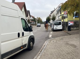 Freiberg / Franches Montagnes, Castrone, 3 Anni, 164 cm, Sauro