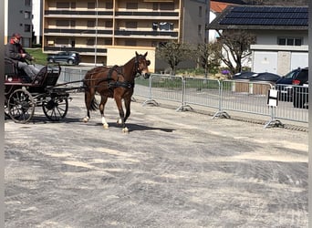 Freiberg / Franches Montagnes, Castrone, 4 Anni, 151 cm, Baio