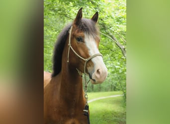 Freiberg / Franches Montagnes, Castrone, 4 Anni, 156 cm, Baio scuro