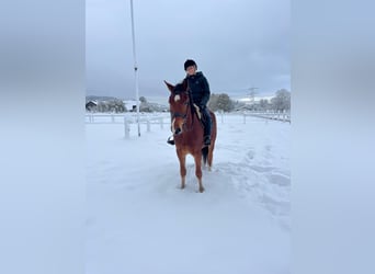 Freiberg / Franches Montagnes, Castrone, 4 Anni, 158 cm, Baio