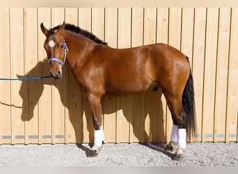 Freiberg / Franches Montagnes, Castrone, 4 Anni, 160 cm, Baio