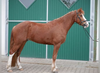 Freiberg / Franches Montagnes, Castrone, 4 Anni, 161 cm, Sauro