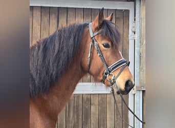 Freiberg / Franches Montagnes, Castrone, 5 Anni, 152 cm, Baio