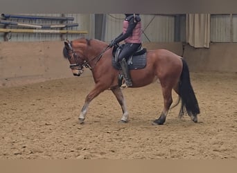 Freiberg / Franches Montagnes, Castrone, 5 Anni, 152 cm, Baio