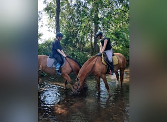 Freiberg / Franches Montagnes, Castrone, 5 Anni, 158 cm, Baio