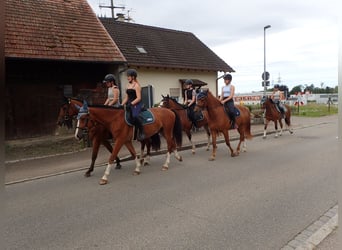 Freiberg / Franches Montagnes, Castrone, 5 Anni, 158 cm, Baio