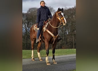 Freiberg / Franches Montagnes, Castrone, 6 Anni, 156 cm, Baio