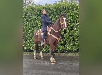 Freiberg / Franches Montagnes, Castrone, 6 Anni, 156 cm, Baio