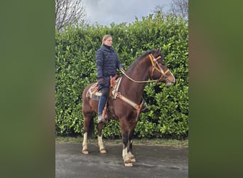 Freiberg / Franches Montagnes, Castrone, 6 Anni, 156 cm, Baio