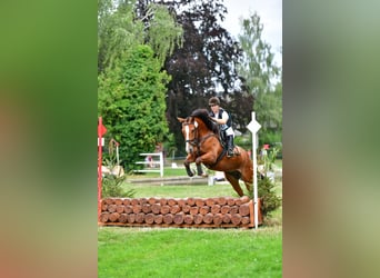 Freiberg / Franches Montagnes, Castrone, 7 Anni, 156 cm, Baio