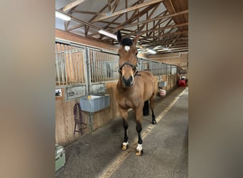 Freiberg / Franches Montagnes, Castrone, 7 Anni, 164 cm