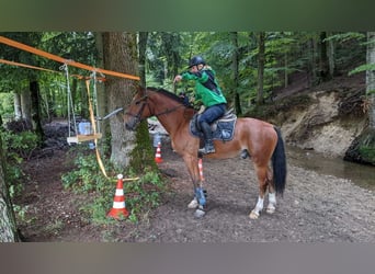 Freiberg / Franches Montagnes, Castrone, 8 Anni, 159 cm, Baio