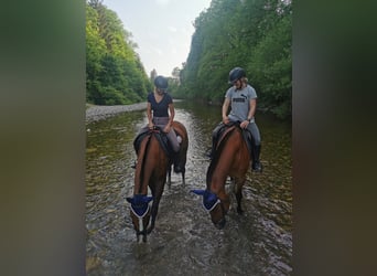 Freiberg / Franches Montagnes, Castrone, 8 Anni, 159 cm, Baio