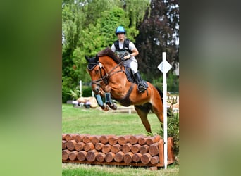 Freiberg / Franches Montagnes, Castrone, 8 Anni, 159 cm, Baio