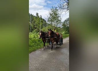 Freiberg / Franches Montagnes, Castrone, 8 Anni, 159 cm, Baio