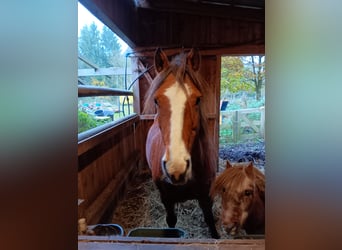 Freiberg / Franches Montagnes, Giumenta, 11 Anni, 153 cm, Sauro