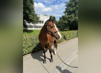 Freiberg / Franches Montagnes, Giumenta, 11 Anni, 155 cm, Baio