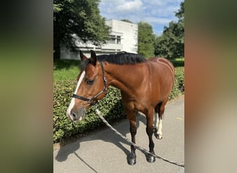 Freiberg / Franches Montagnes, Giumenta, 11 Anni, 155 cm, Baio