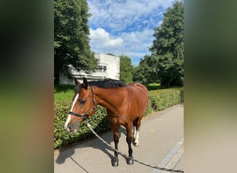 Freiberg / Franches Montagnes, Giumenta, 11 Anni, 155 cm, Baio