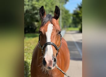 Freiberg / Franches Montagnes, Giumenta, 11 Anni, 155 cm, Baio