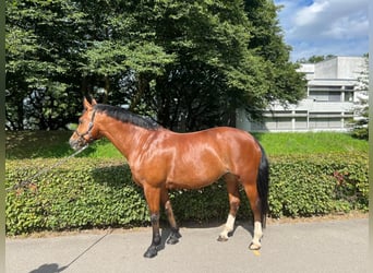 Freiberg / Franches Montagnes, Giumenta, 11 Anni, 155 cm, Baio