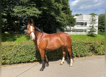 Freiberg / Franches Montagnes, Giumenta, 11 Anni, 155 cm, Baio