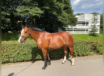 Freiberg / Franches Montagnes, Giumenta, 11 Anni, 155 cm, Baio