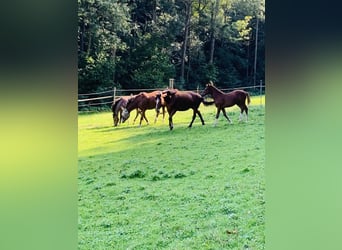 Freiberg / Franches Montagnes, Giumenta, 11 Anni, 160 cm, Baio