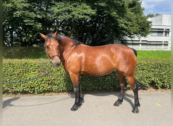 Freiberg / Franches Montagnes, Giumenta, 12 Anni, 152 cm, Baio