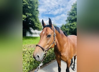 Freiberg / Franches Montagnes, Giumenta, 12 Anni, 152 cm, Baio