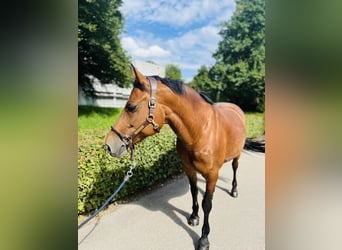 Freiberg / Franches Montagnes, Giumenta, 12 Anni, 152 cm, Baio