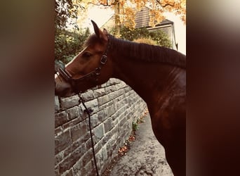 Freiberg / Franches Montagnes, Giumenta, 12 Anni, 157 cm, Baio