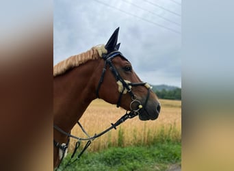 Freiberg / Franches Montagnes, Giumenta, 12 Anni, 158 cm, Sauro