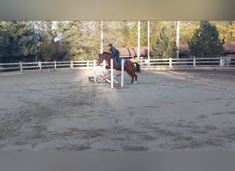 Freiberg / Franches Montagnes, Giumenta, 13 Anni, Baio