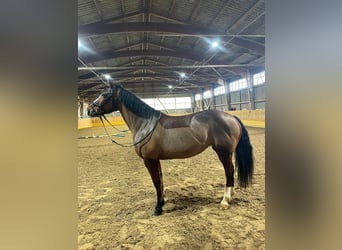 Freiberg / Franches Montagnes, Giumenta, 14 Anni, 160 cm, Baio