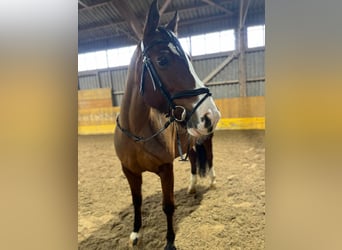 Freiberg / Franches Montagnes, Giumenta, 14 Anni, 160 cm, Baio