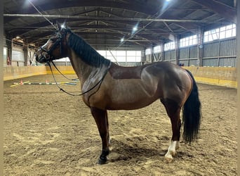 Freiberg / Franches Montagnes, Giumenta, 14 Anni, 160 cm, Baio