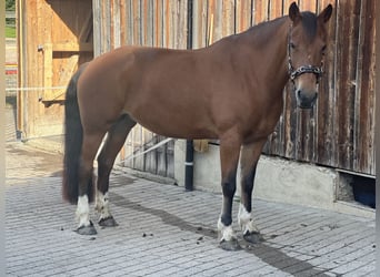 Freiberg / Franches Montagnes, Giumenta, 16 Anni, 160 cm, Baio