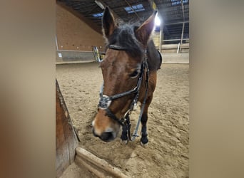 Freiberg / Franches Montagnes, Giumenta, 18 Anni, 150 cm, Baio