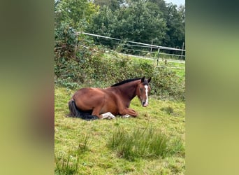 Freiberg / Franches Montagnes, Giumenta, 2 Anni, 154 cm, Baio