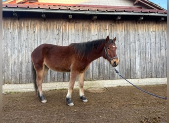 Freiberg / Franches Montagnes, Giumenta, 2 Anni, 155 cm, Baio