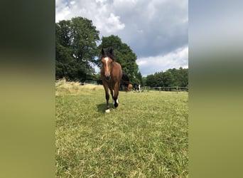 Freiberg / Franches Montagnes, Giumenta, 3 Anni, 153 cm, Baio