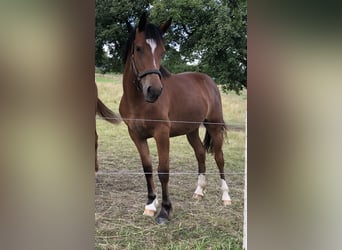 Freiberg / Franches Montagnes, Giumenta, 3 Anni, 153 cm, Baio