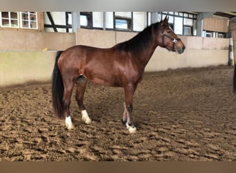 Freiberg / Franches Montagnes, Giumenta, 3 Anni, 153 cm, Baio