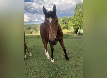 Freiberg / Franches Montagnes, Giumenta, 3 Anni, 153 cm, Baio