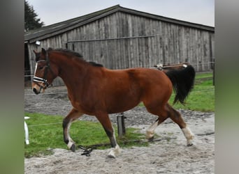 Freiberg / Franches Montagnes, Giumenta, 3 Anni, 154 cm, Baio