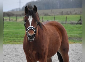 Freiberg / Franches Montagnes, Giumenta, 3 Anni, 154 cm, Baio