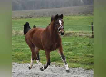 Freiberg / Franches Montagnes, Giumenta, 3 Anni, 154 cm, Baio