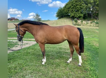 Freiberg / Franches Montagnes, Giumenta, 3 Anni, 156 cm, Baio